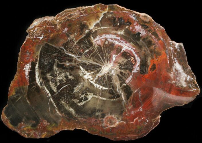 Petrified Wood (Araucaria) Round - Chinle Formation, Utah #41349